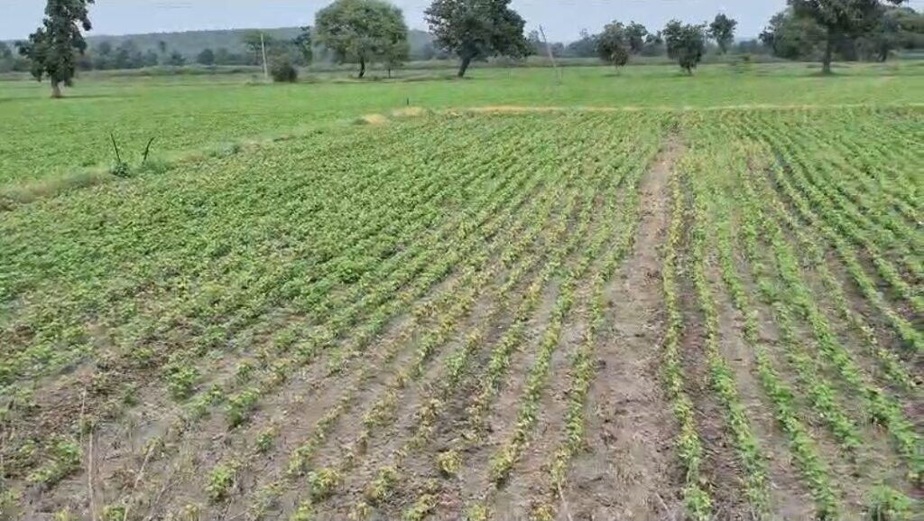 पीला मोजेक बीमारी का खतरा बढ़ा
